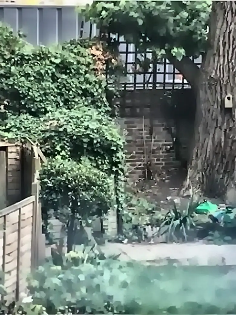 An overgrown London garden before work started